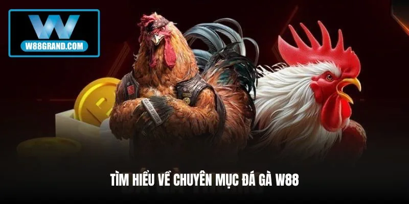 tim-hieu-ve-chuyen-muc-da-ga-w88